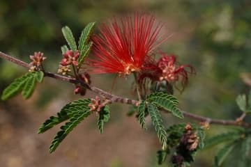 Calliandra californica