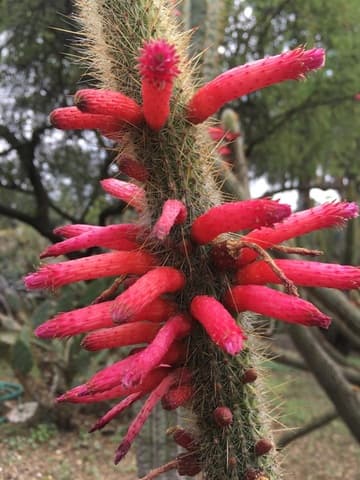Cleistocactus candelilla
