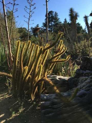 Bergerocactus emoryi