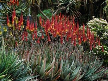 Aloe 'Vulcan's Fire'