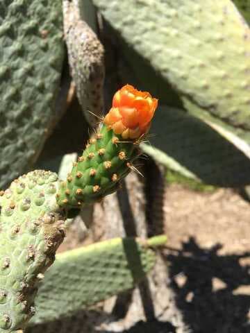 Consolea moniliformis