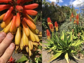 Aloe 'Jumbo Candy Corn'