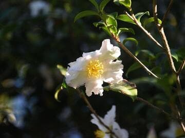 Camellia sasanqua 'Wave Crest'