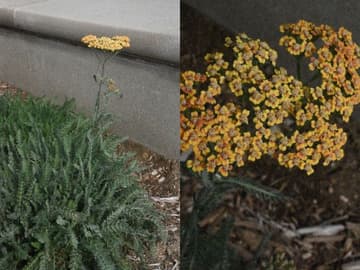 Achillea millefolium 'Terra Cotta'