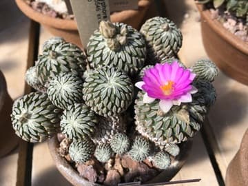 Pelecyphora aselliformis