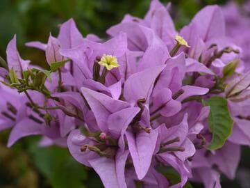 Bougainvillea glabra var. graciliflora