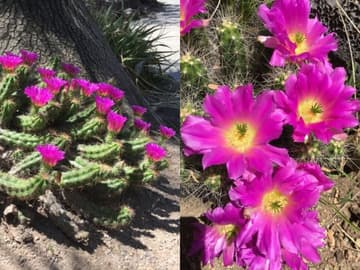 Echinocereus cinerascens