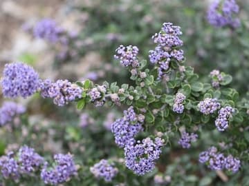 Ceanothus maritimus 'Valley Violet'