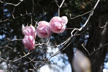 Magnolia x soulangeana