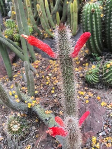 Cleistocactus baumannii