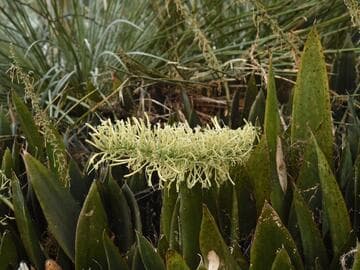 Sansevieria subspicata