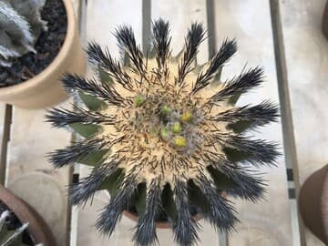 Uebelmannia pectinifera