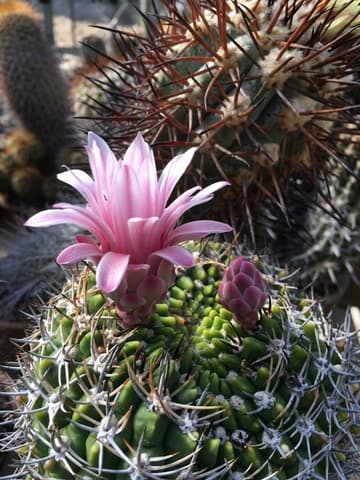 Gymnocalycium mostii