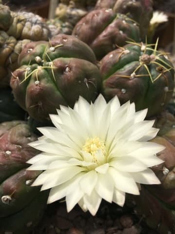Gymnocalycium denudatum