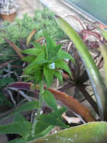 Orthophytum fosterianum