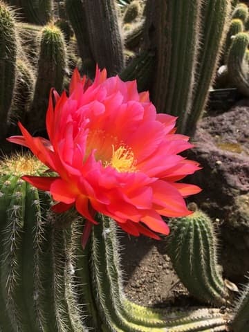 Echinopsis aurea