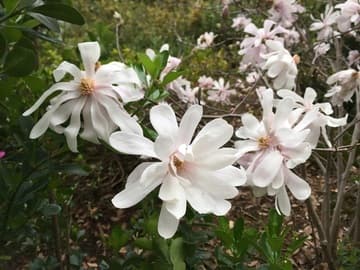 Magnolia stellata 'Royal Star'