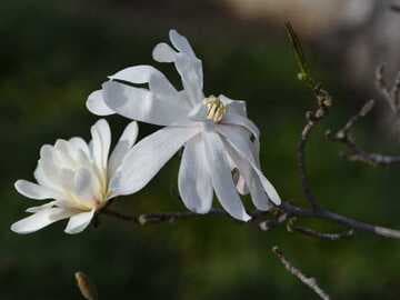 Magnolia stellata