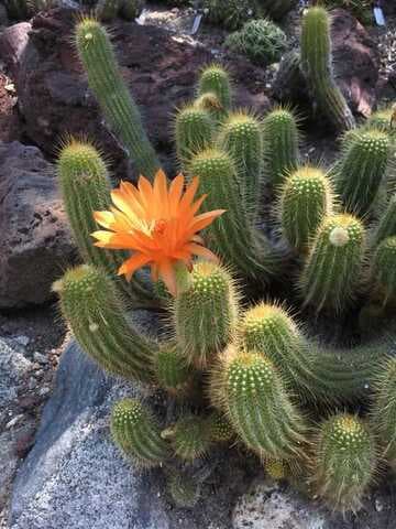 Echinopsis huascha
