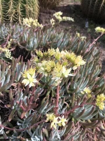 Dudleya virens