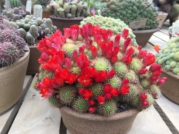 Rebutia deminuta ssp. kupperiana