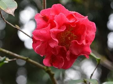 Camellia x williamsii 'Julia Hamiter'
