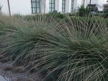 Muhlenbergia rigens
