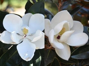 Magnolia grandiflora 'Little Gem'