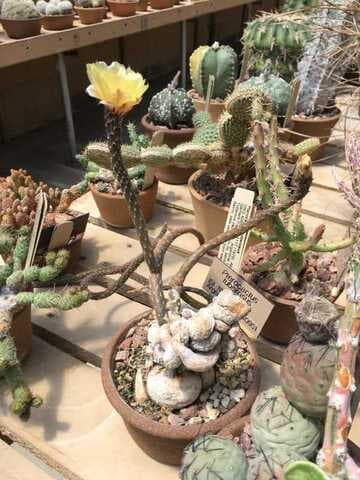 Pterocactus tuberosus