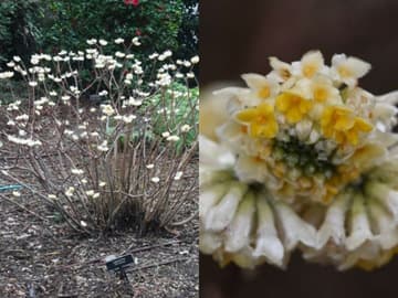 Edgeworthia chrysantha
