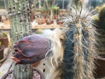 Pilosocereus lanuginosus