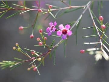 Chamelaucium uncinatum 'University Red'