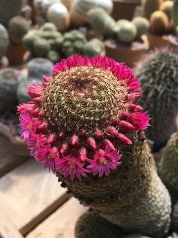 Mammillaria matudae