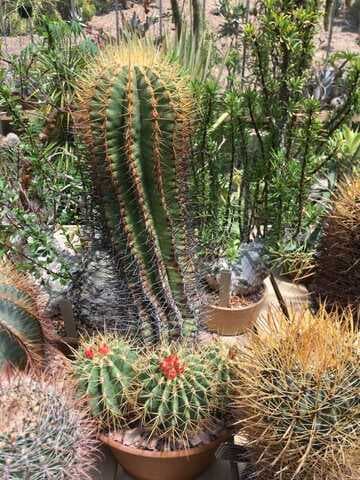 Ferocactus alamosanus ssp. reppenhagenii