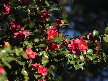 Camellia hiemalis 'Bonanza'