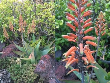 Aloe striata (open hybrid)