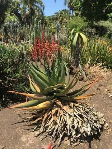 Aloe reitzii x A. rivae