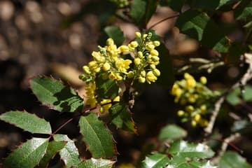 Mahonia aquifolium 'John Muir'