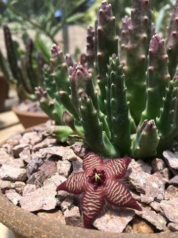 Stapelia paniculata ssp. kougabergensis