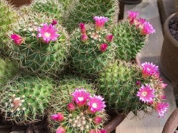 Mammillaria backebergiana ssp. ernestii