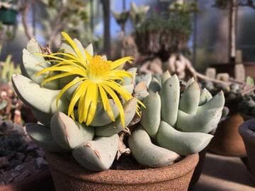 Schwantesia succumbens