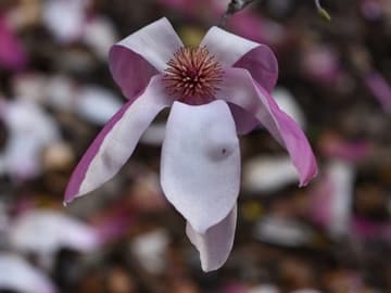 Magnolia 'Royal Crown'