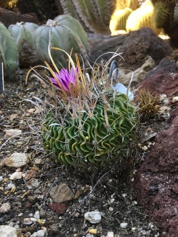 Stenocactus crispatus