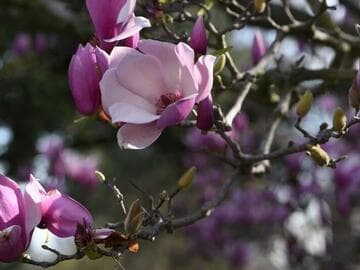 Magnolia x soulangeana 'Verbanica'