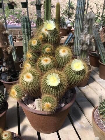 Parodia schumanniana ssp. claviceps