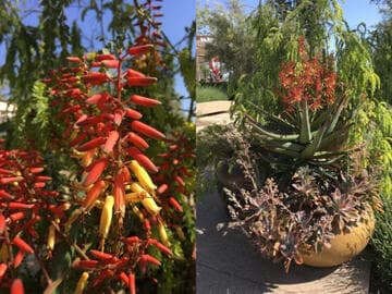 Aloe 'Candy Corn'