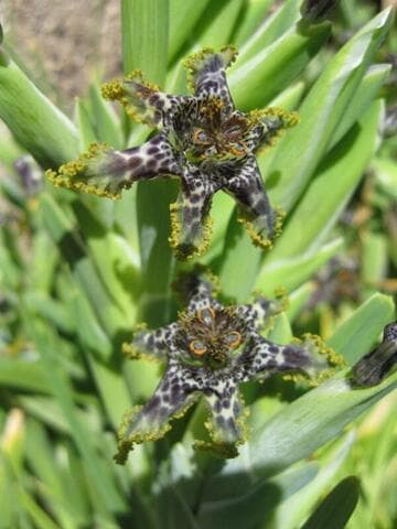 Ferraria crispa ssp. nortierii