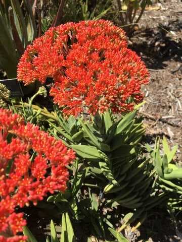 Crassula perfoliata var. coccinea