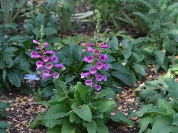 Digitalis 'Polkadot Pippa'