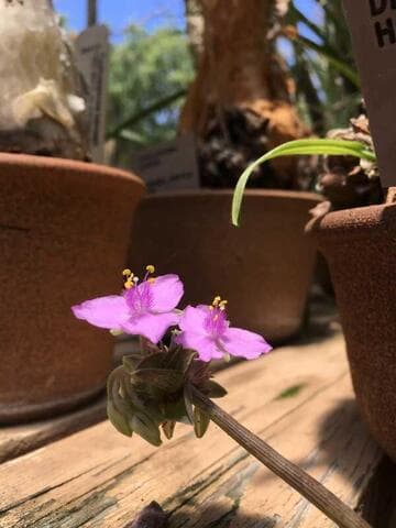 Callisia navicularis